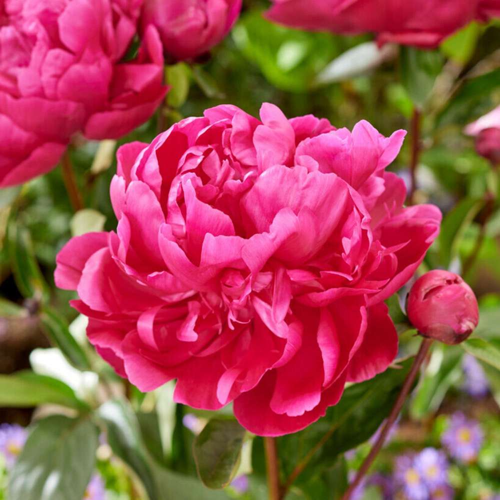 Pæon 'Red Sarah Bernhardt'